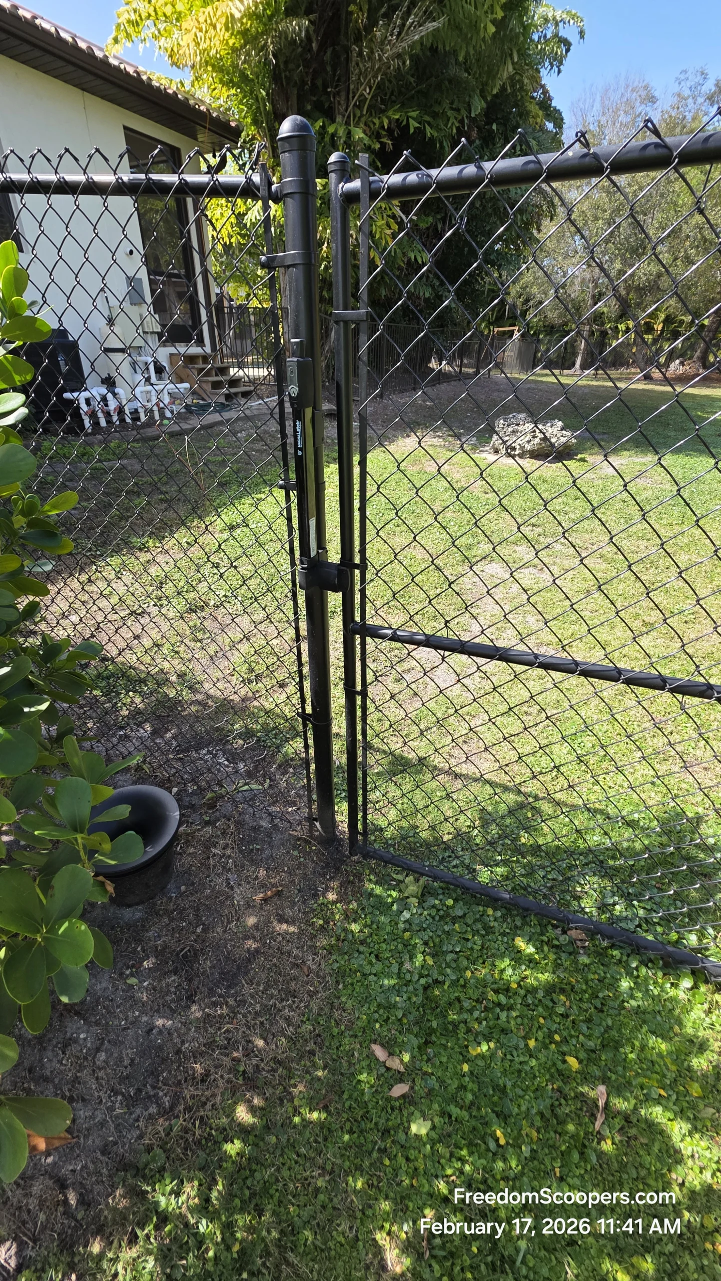 Dog watching from a Lee County yard gate